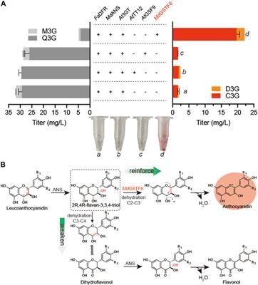 Efficient production of anthocyanins in Saccharomyces cerevisiae by introducing anthocyanin transporter and knocking out endogenous degrading enzymes